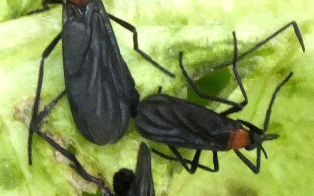 Gansbaai Franskraal se vliegplaag_1